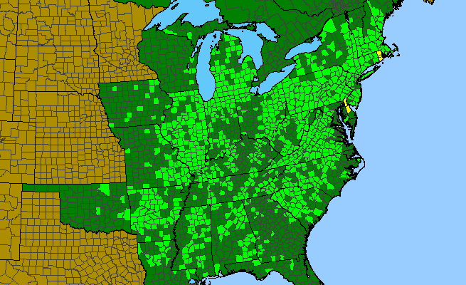 The range of Helianthus divaricatus
